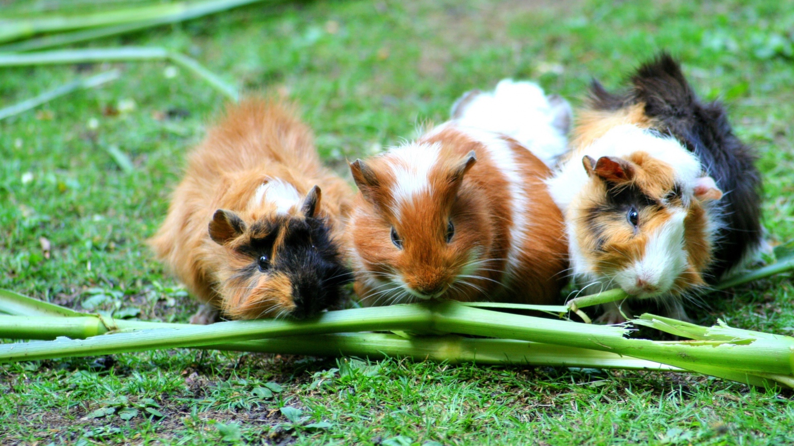 Три морские свинки грызут зеленую траву