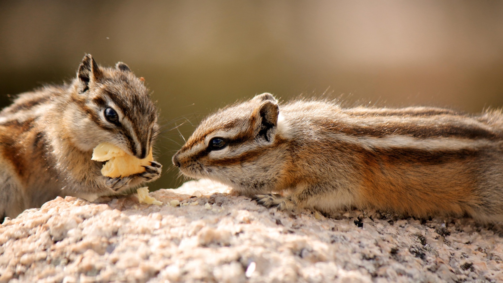 Два милых бурундука едят печенье