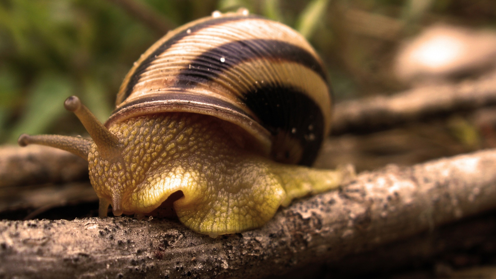 Большая улитка в ракушке на ветке 