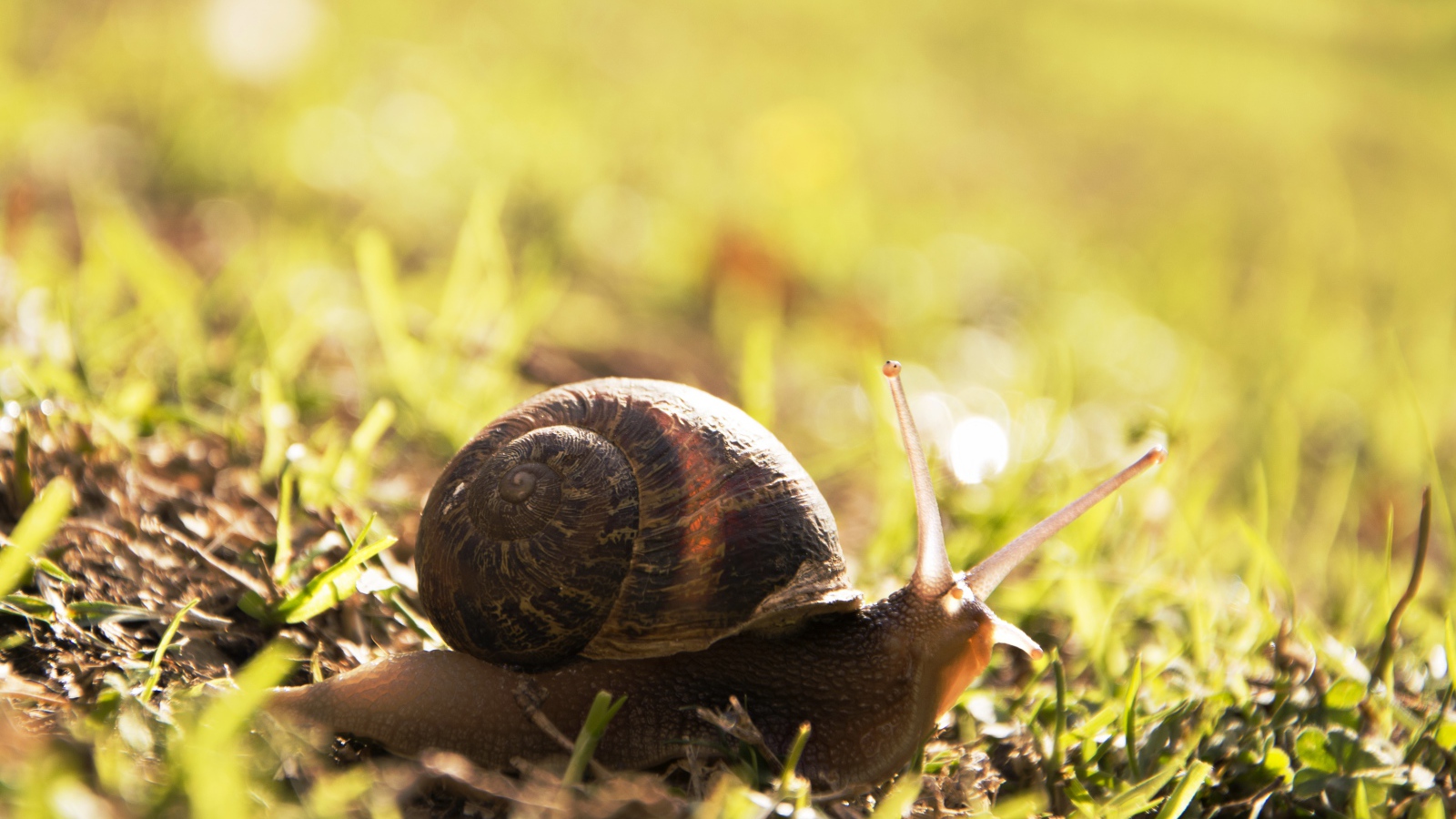 Большая улитка на траве