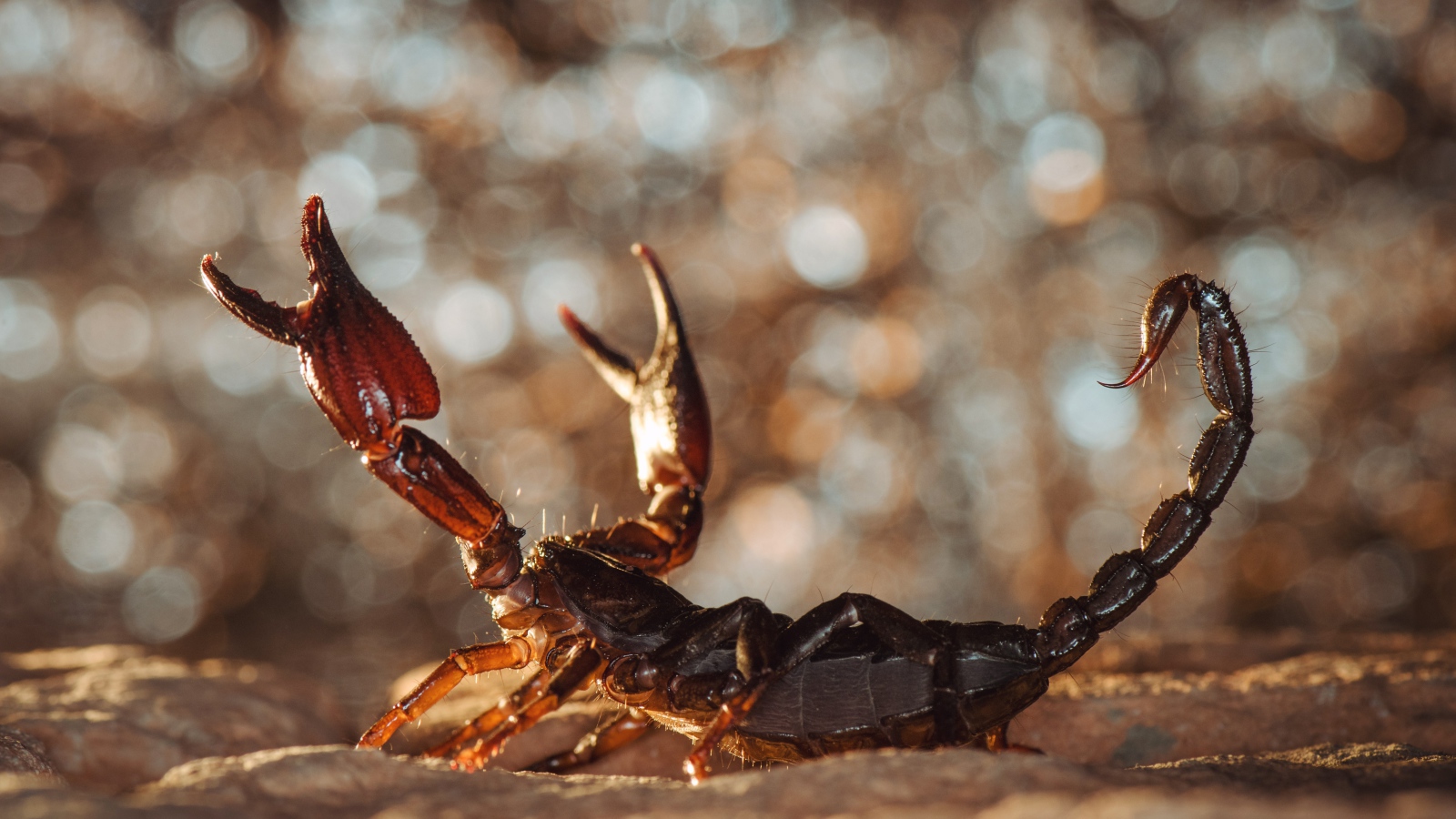 Грозный скорпион сидит на песке 