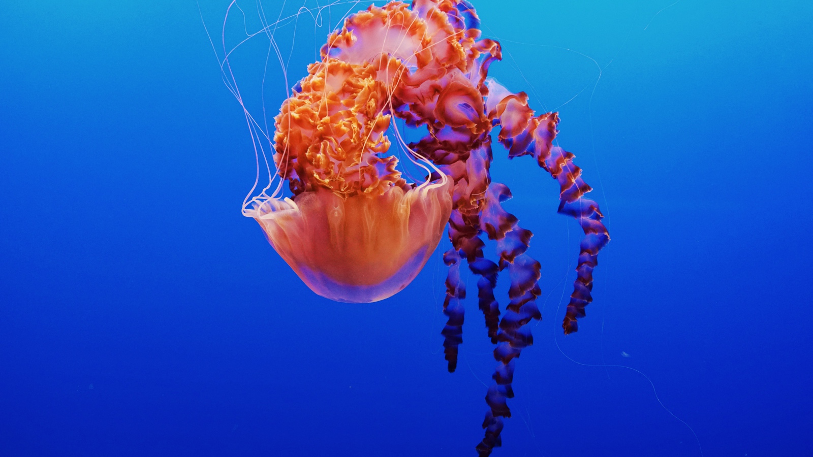 Красивая разноцветная медуза на голубом фоне