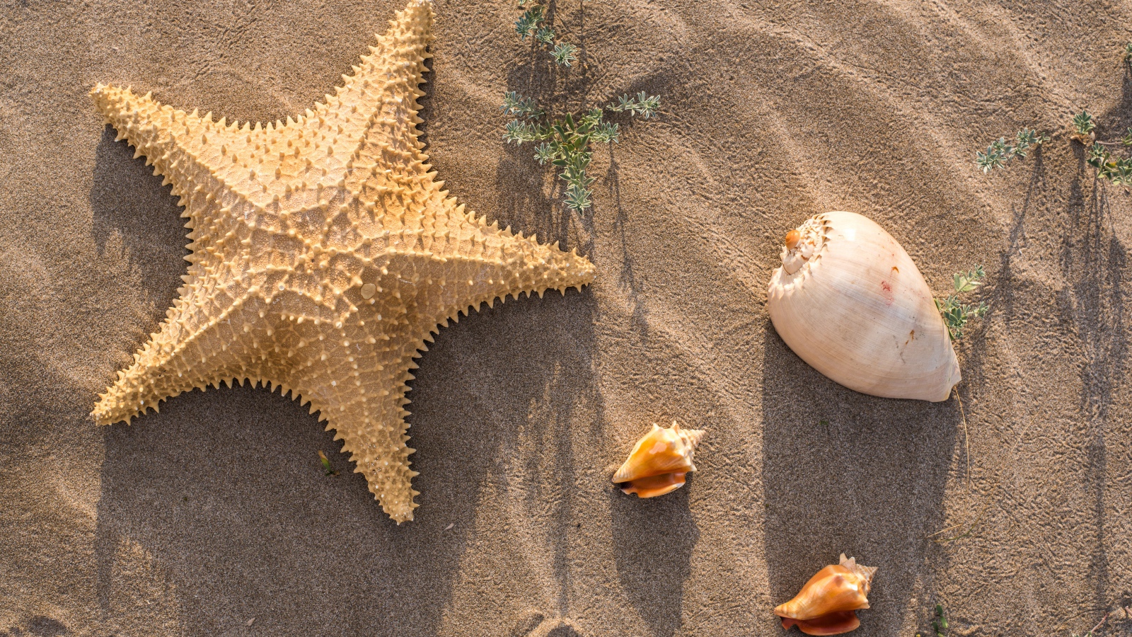 Морская звезда и ракушки на песке 