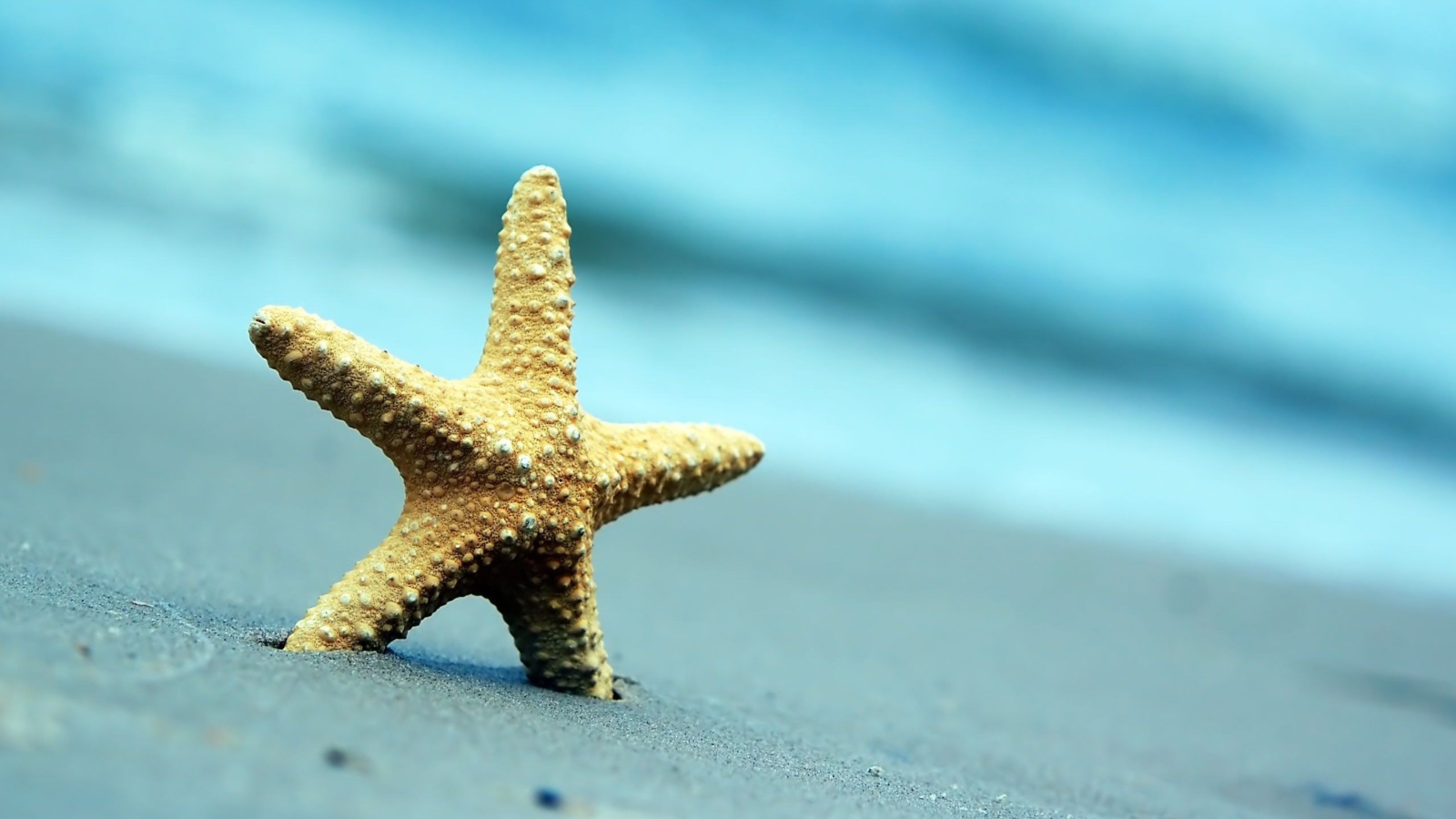 Морская звезда на сером морском песке