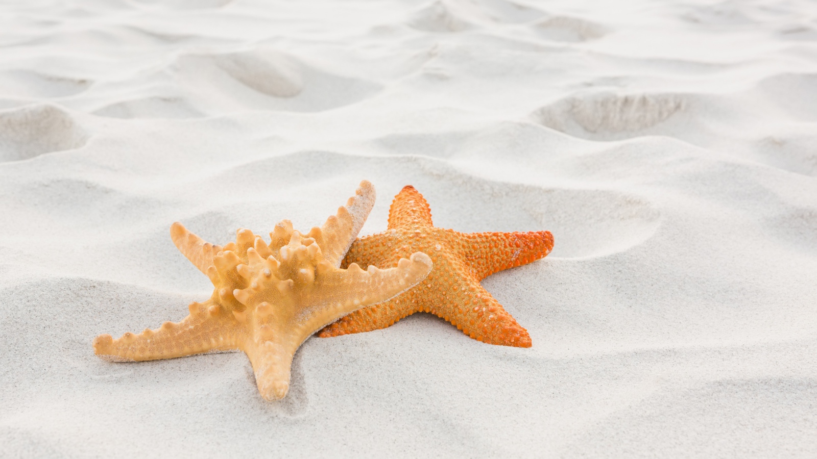 Две морские звезды на белом песке