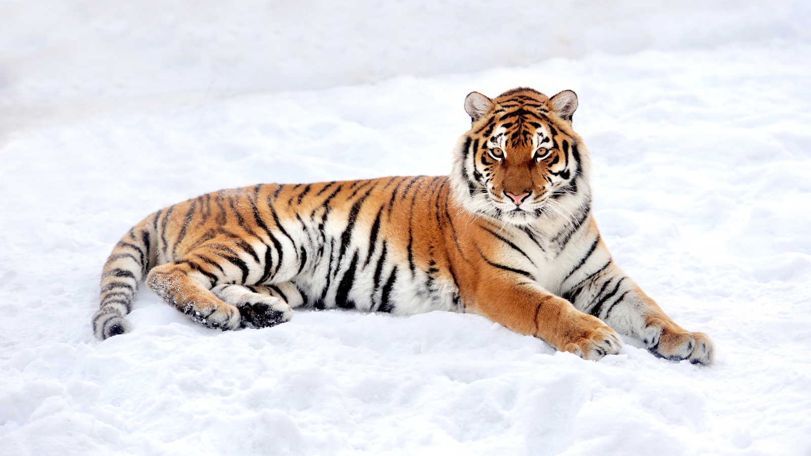 Большой грациозный тигр на снегу