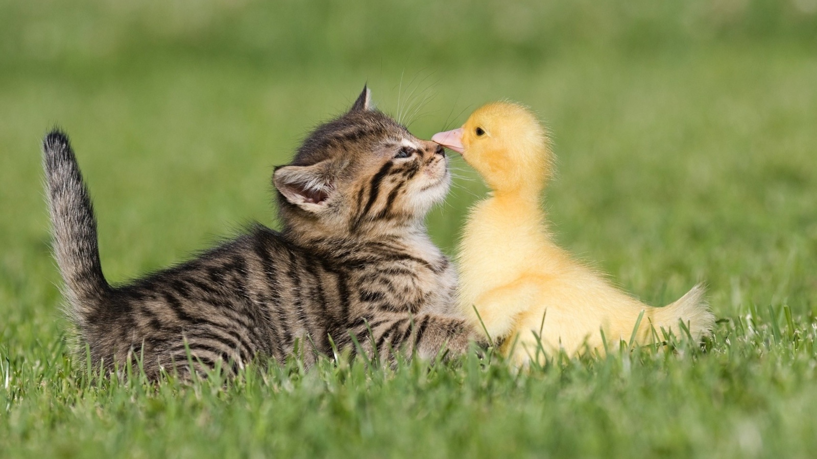 Маленький серый котенок с утенком на зеленой траве