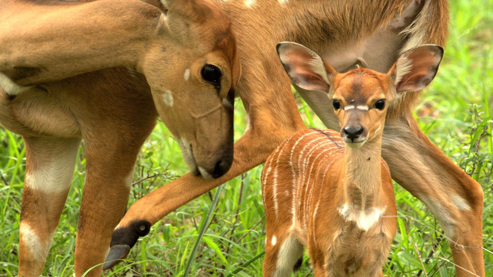 Олениха с маленьким олененком на зеленой траве