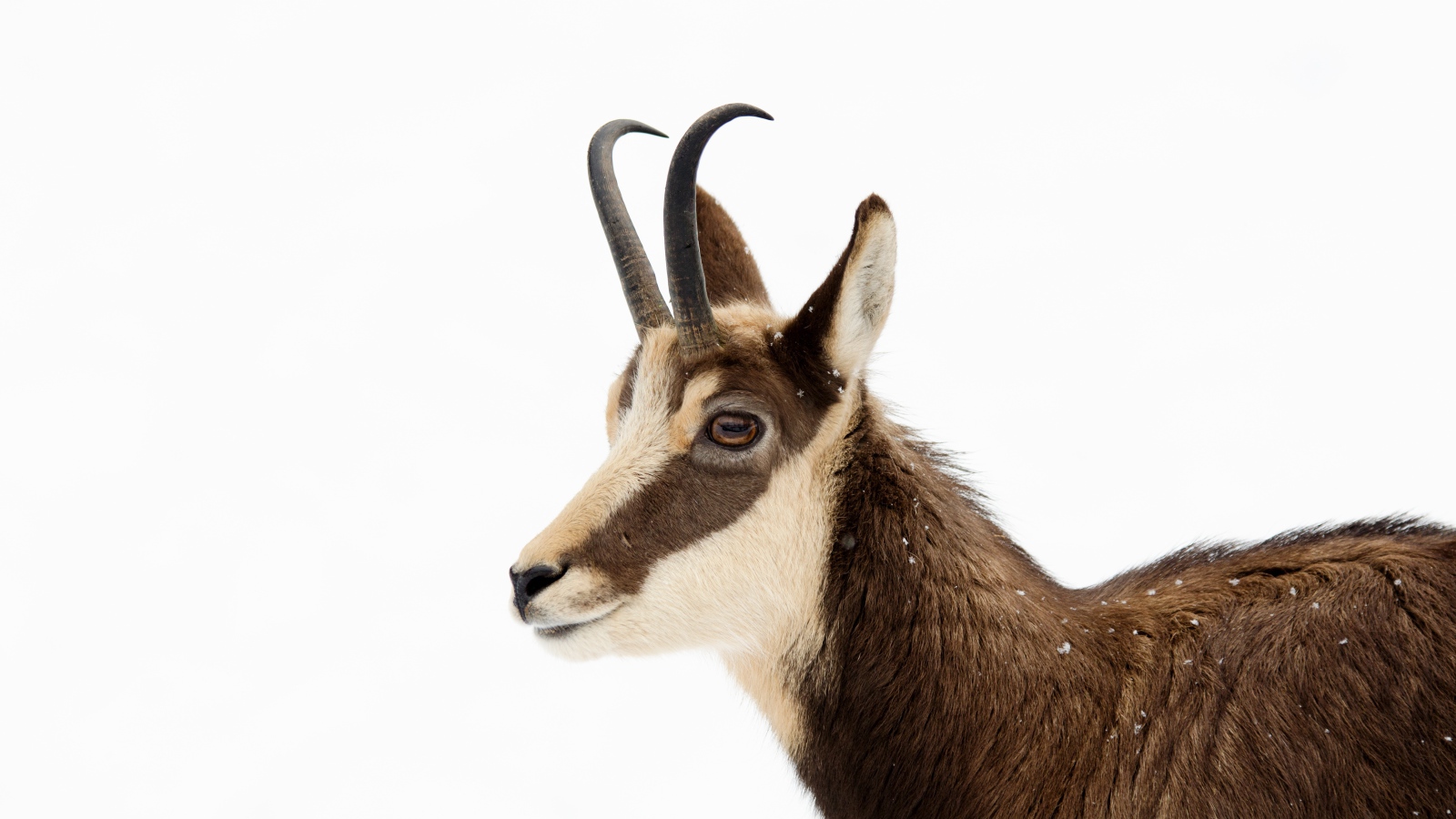 Антилопа на белом фоне