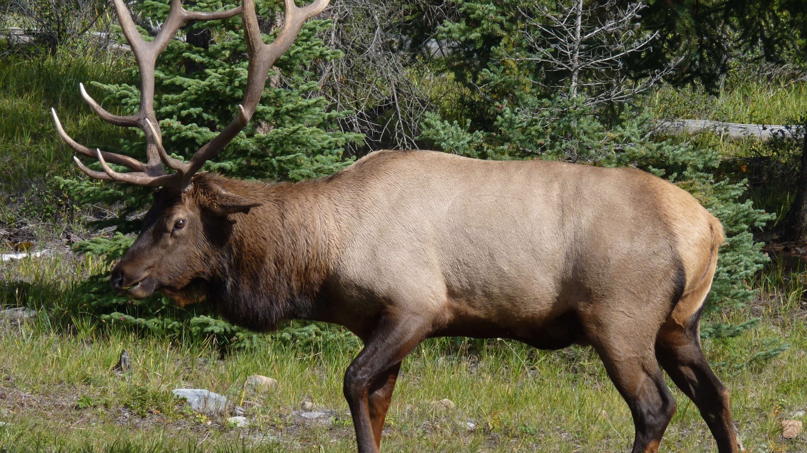 Олень с большими рогами в лесу