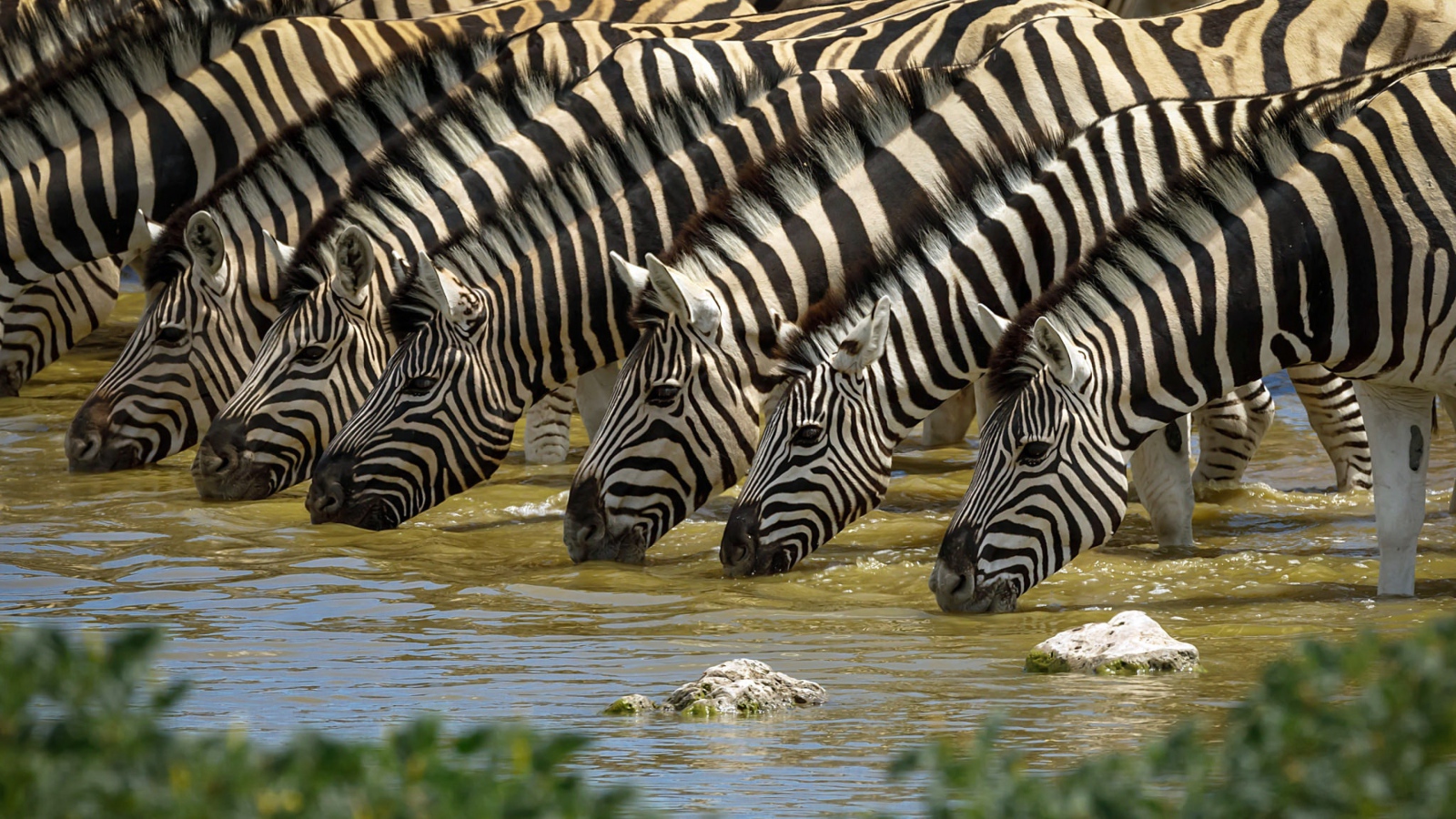 Полосатые зебры у водопоя летом