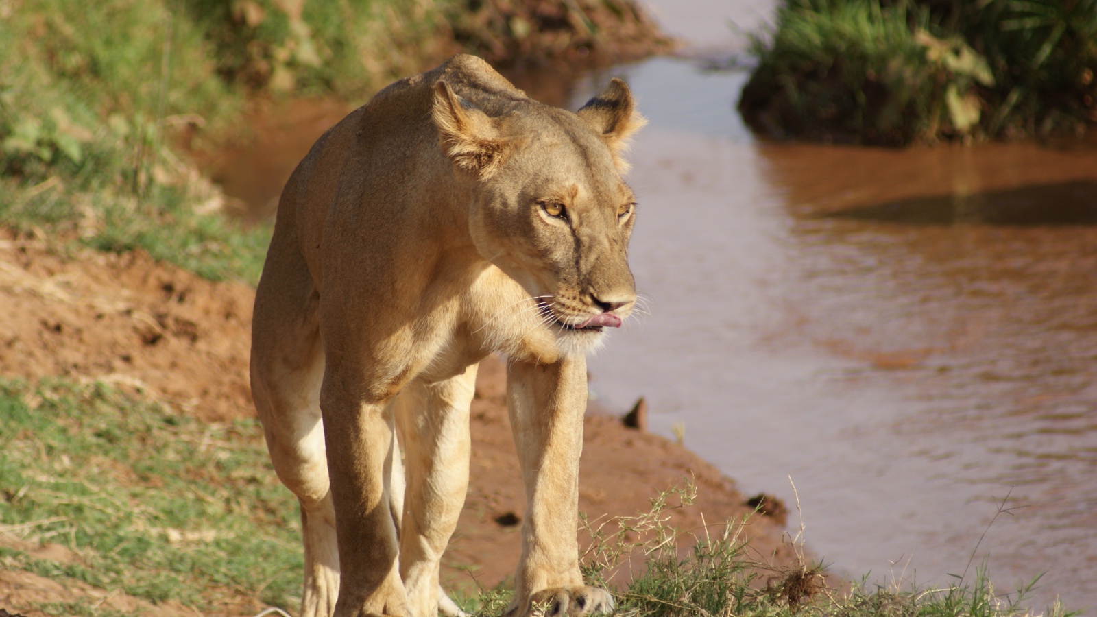 Большая львица идет по берегу водоема