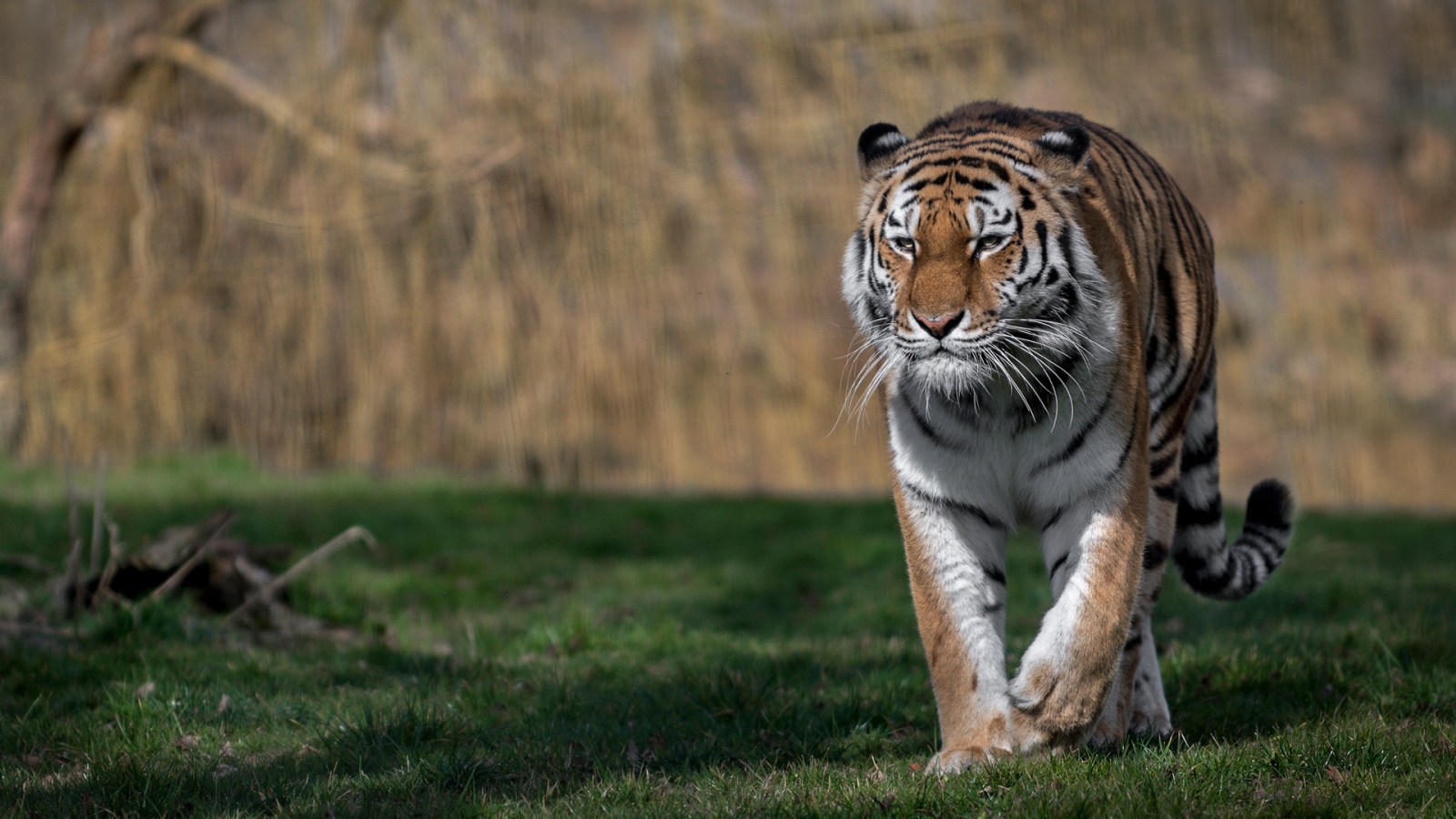 Большой грозный тигр идет по зеленой траве 
