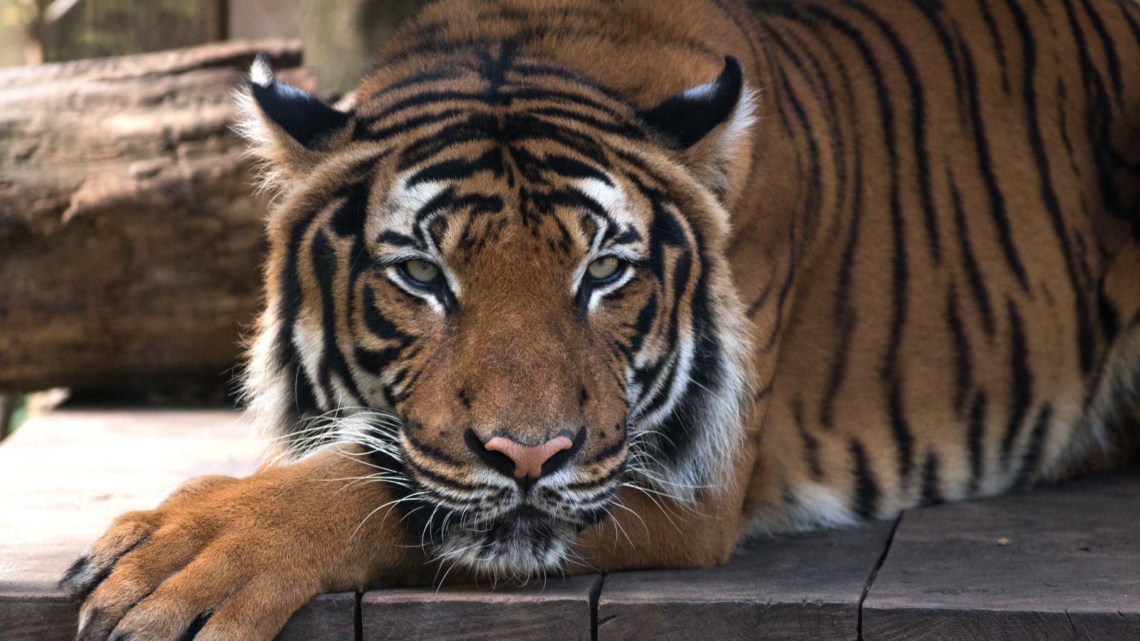 Большой полосатый тигр лежит на деревянном полу 