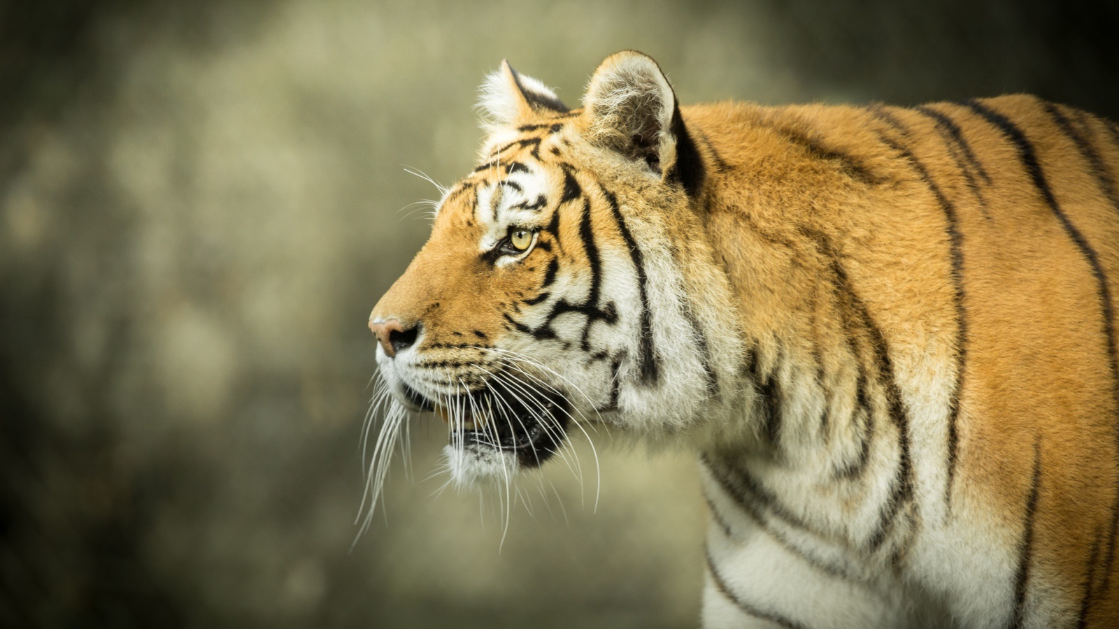 Большой тигр с открытой пастью на охоте