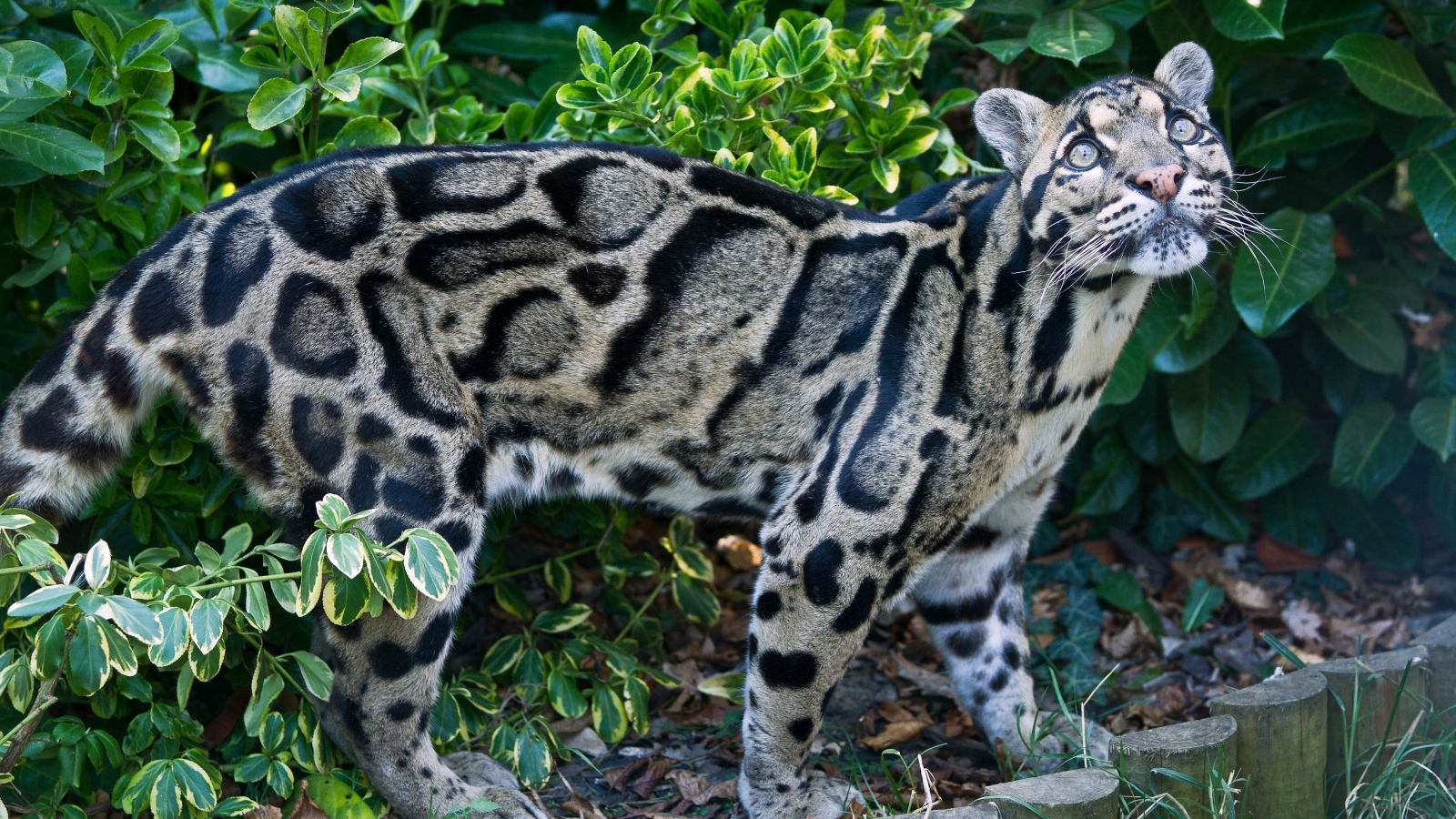 Красивый пятнистый дымчатый леопард