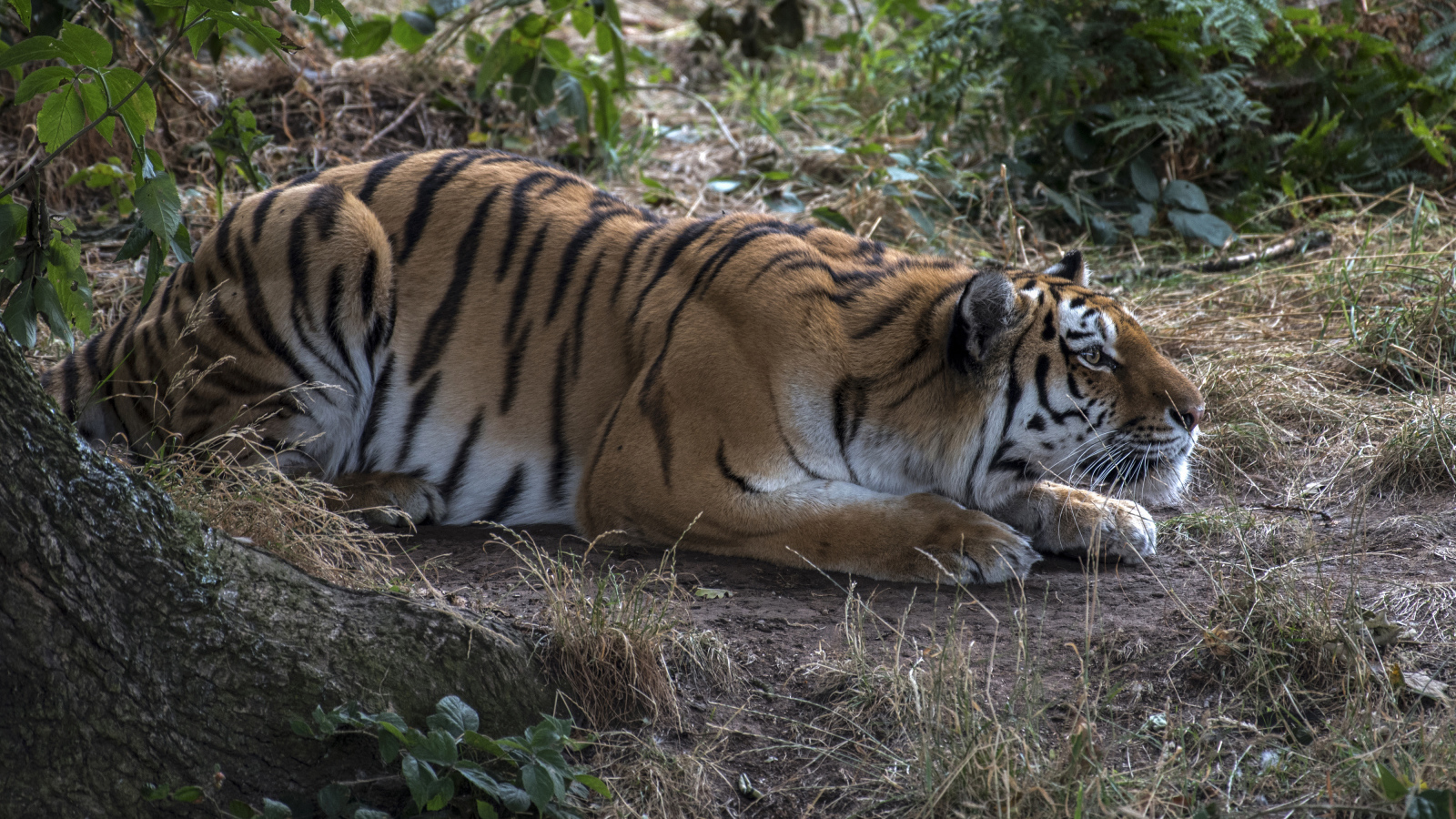 Большой полосатый красивый тигр сидит в засаде 