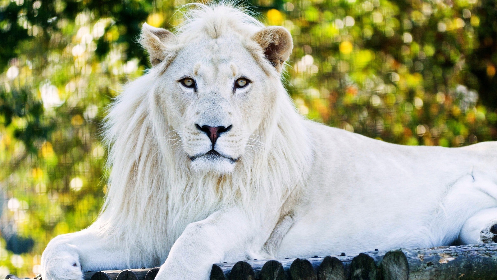 Big white lion lies on a tree