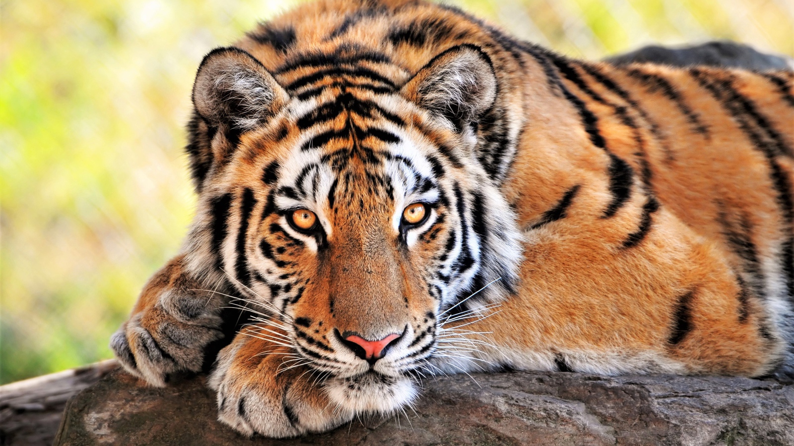 Большой величественный тигр крупным планом