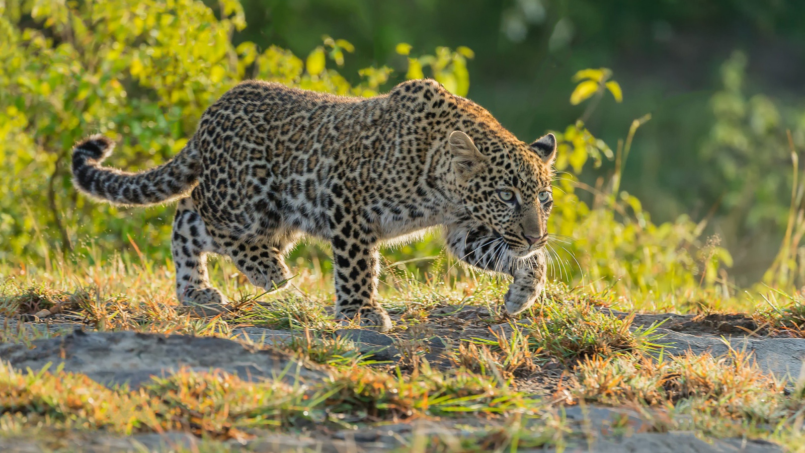 Леопард крадется по траве