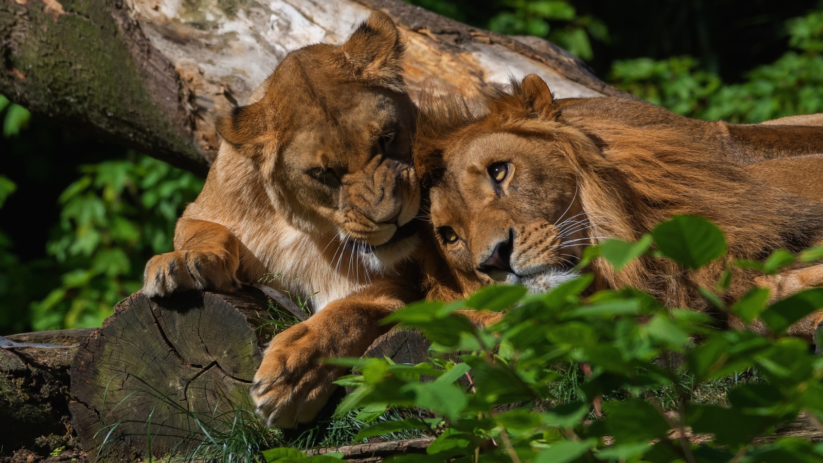 Лев и львица лежат на дереве 