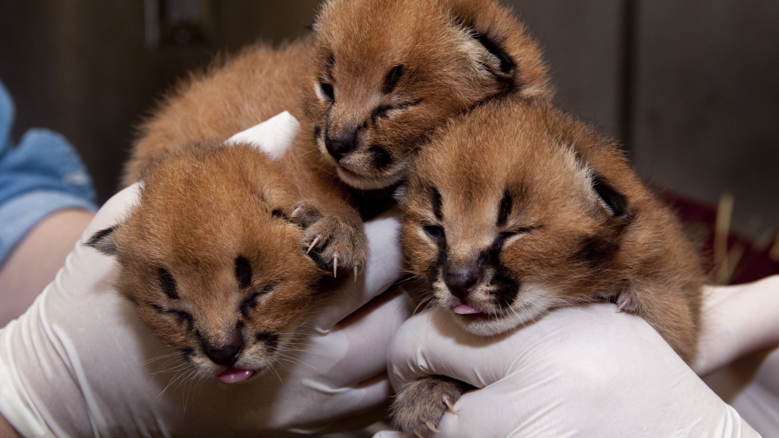 Маленькие котята каракала в руках