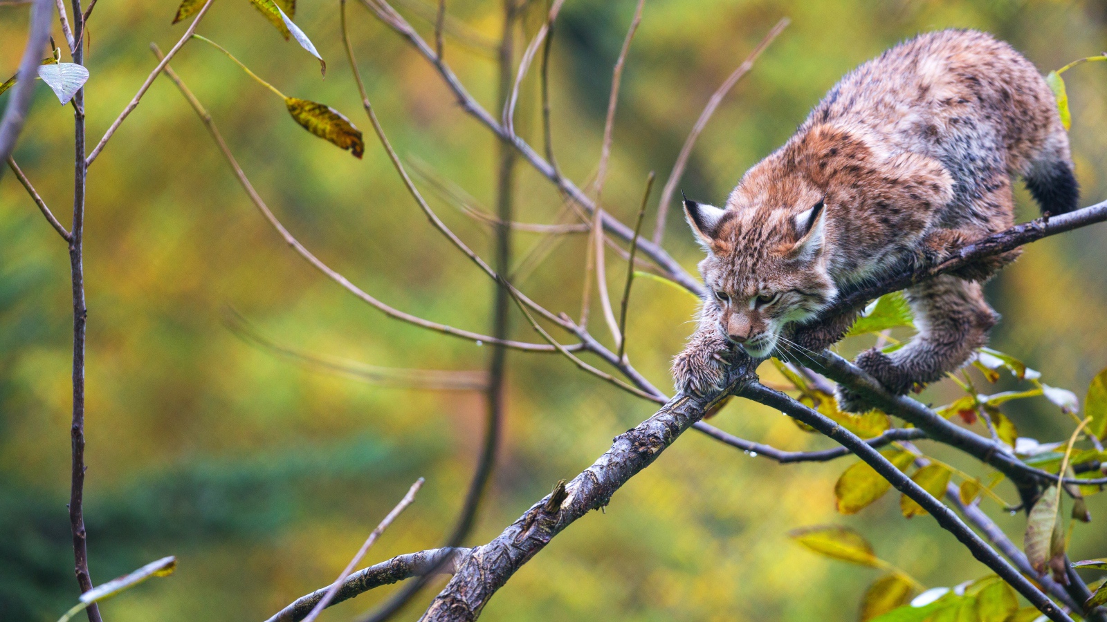 Рысь крадется по ветке дерева