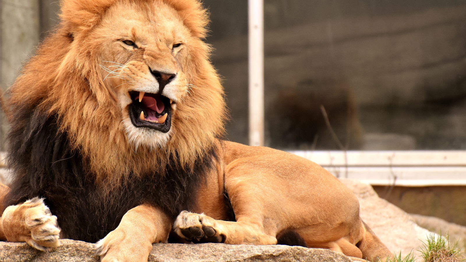 Грозный большой лев лежит на камне