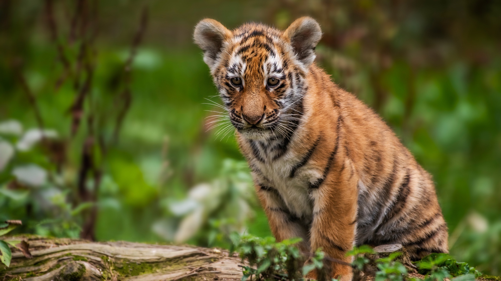 Маленький грустный тигренок сидит на сухом дереве