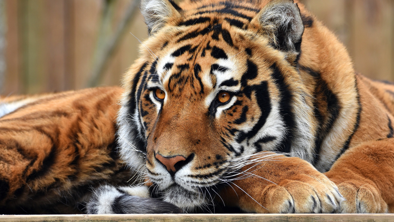 Взгляд большого полосатого тигра