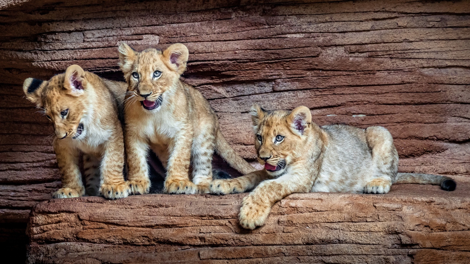 Три маленький львенка в зоопарке