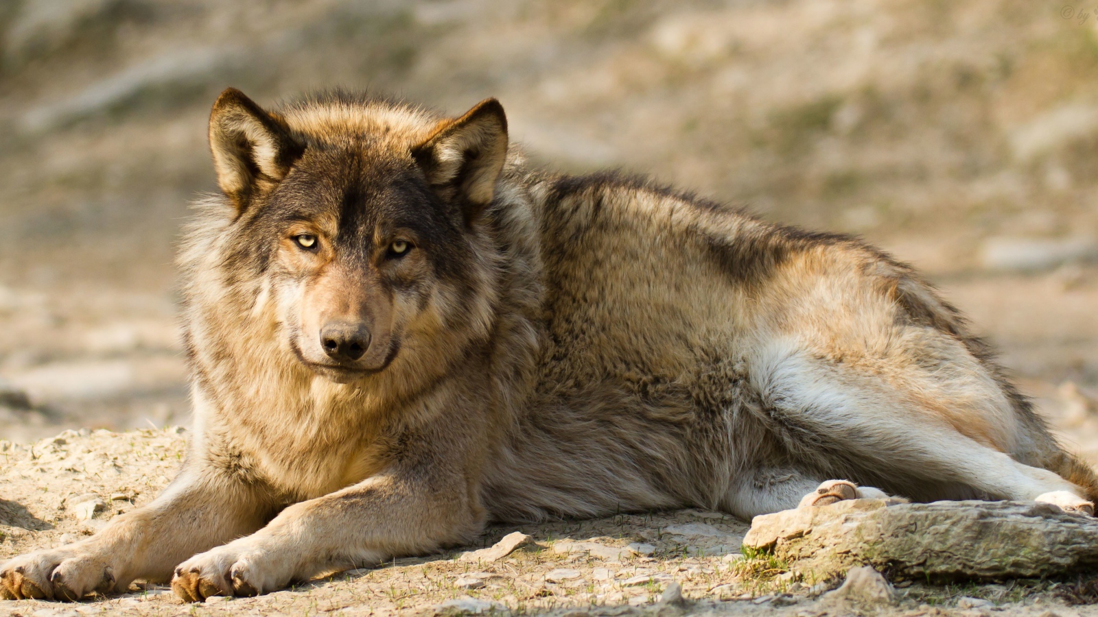 Грустный серый волк лежит на земле