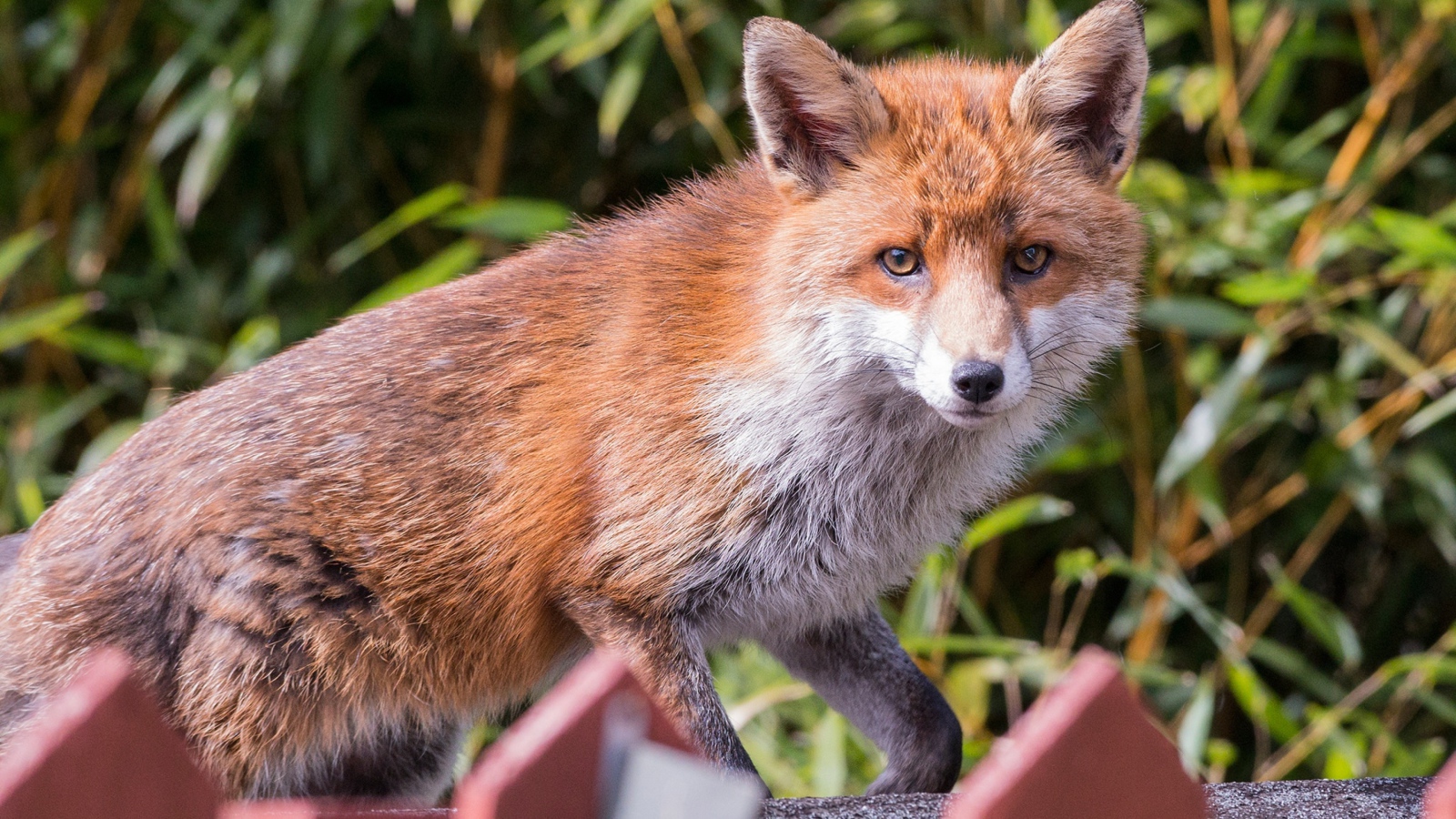 Хитрая хищная рыжая лиса крупным планом