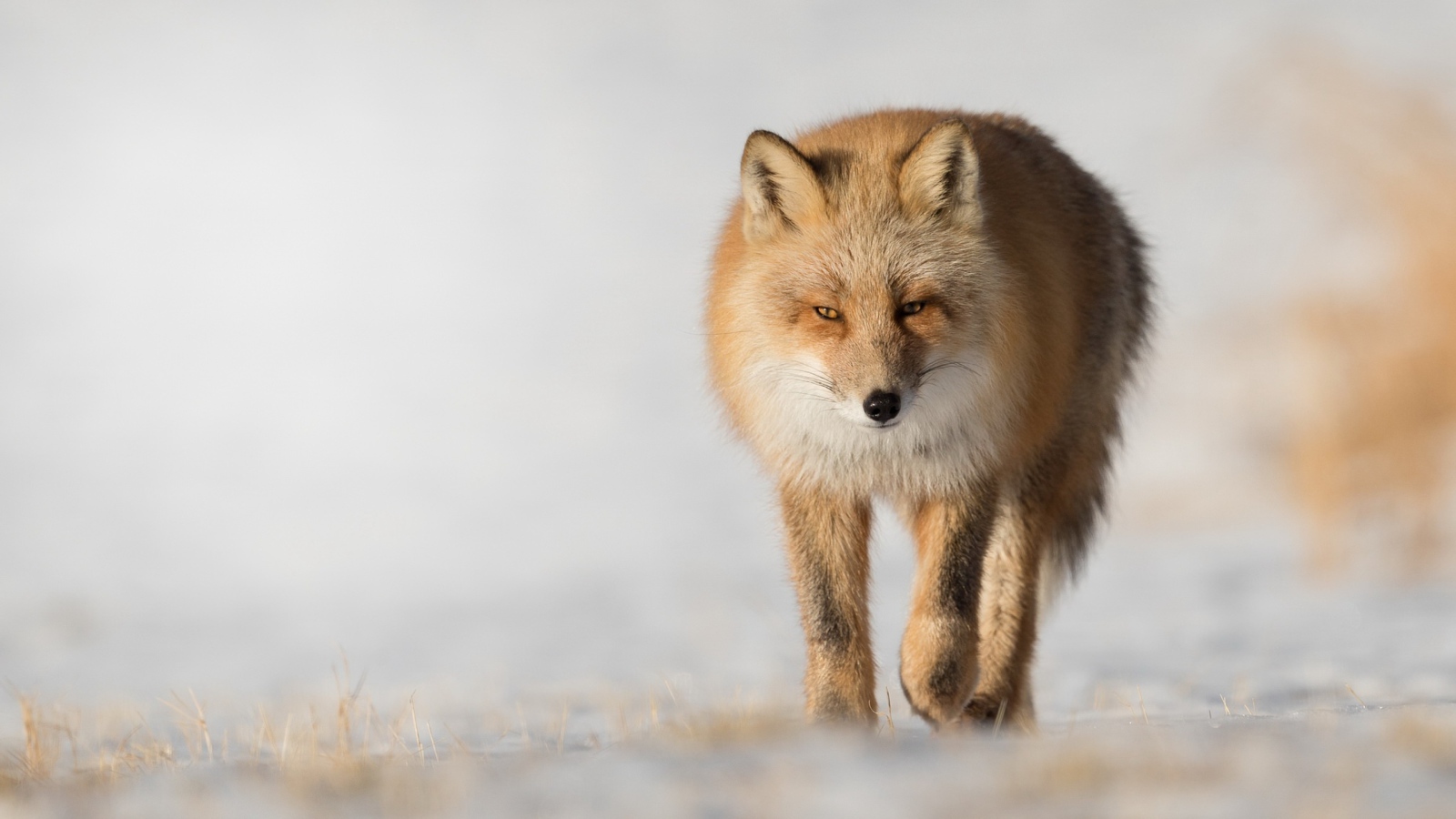 Хитрая рыжая лиса крупным планом