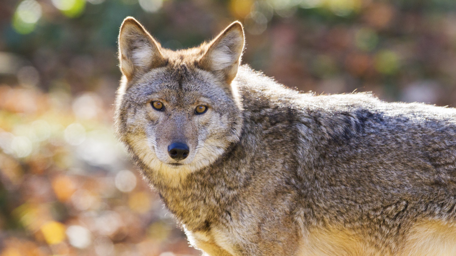 Взгляд большого серого волка 