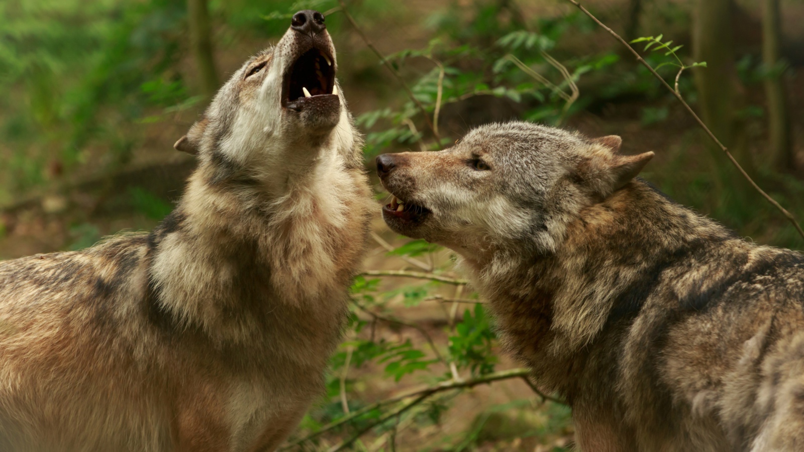 Два серых волка воют в лесу