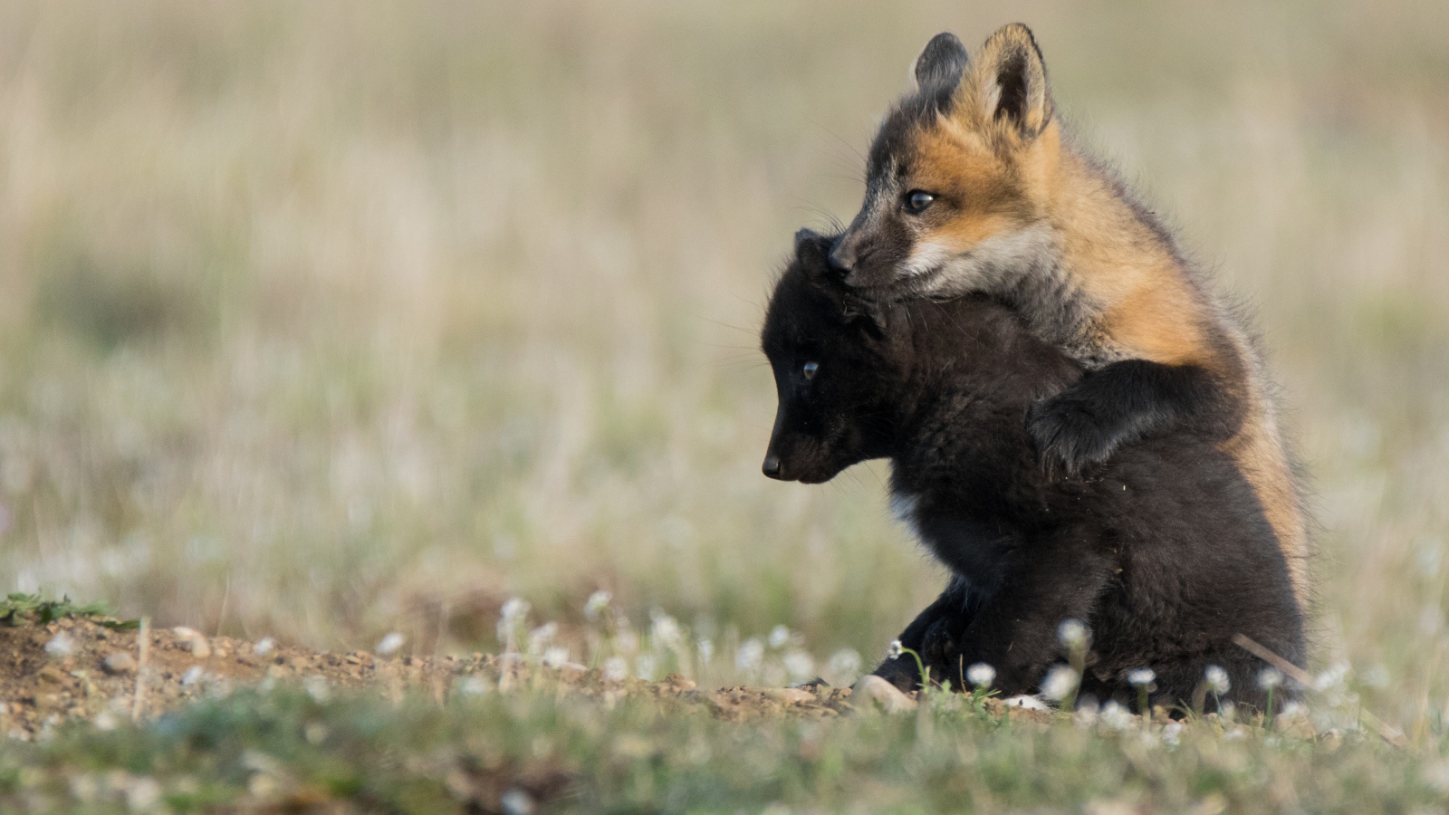 Два маленьких лисенка на траве