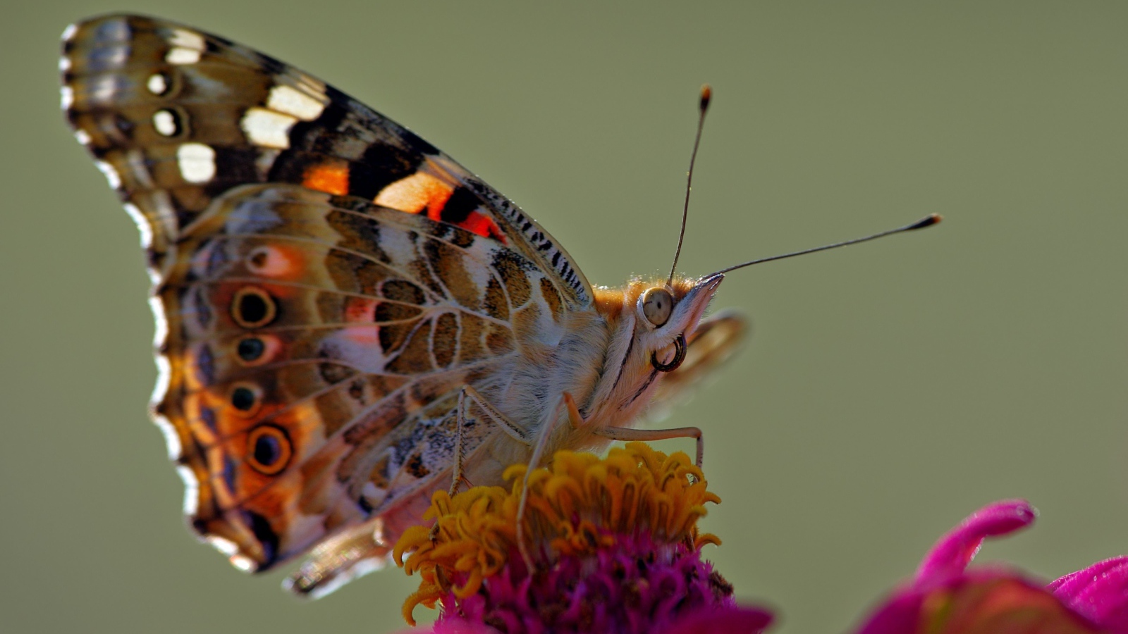 Бабочка сидит на розовом цветке, макросъемка