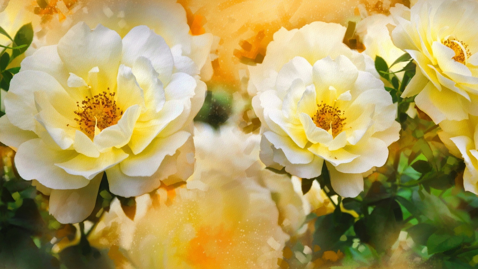 Красивые нарисованные распустившиеся белые розы