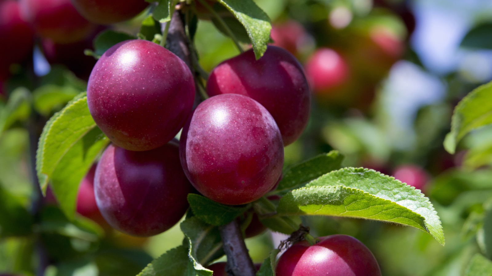 Розовые сливы на ветке крупным планом