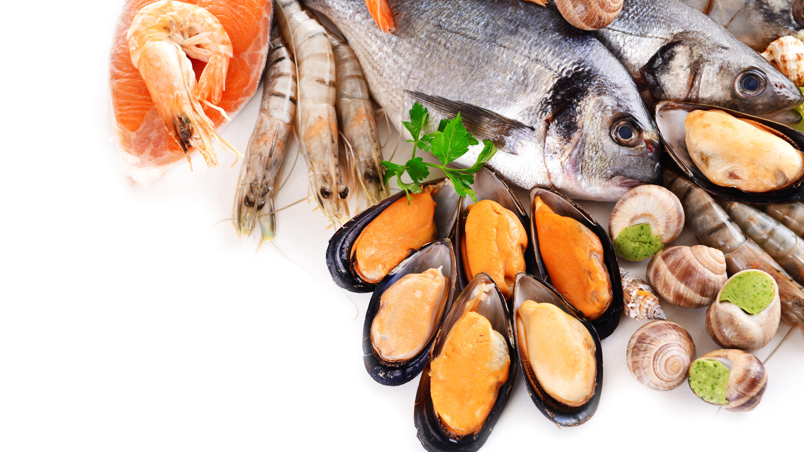 Рыба, креветки, улитки и мидии на белом фоне