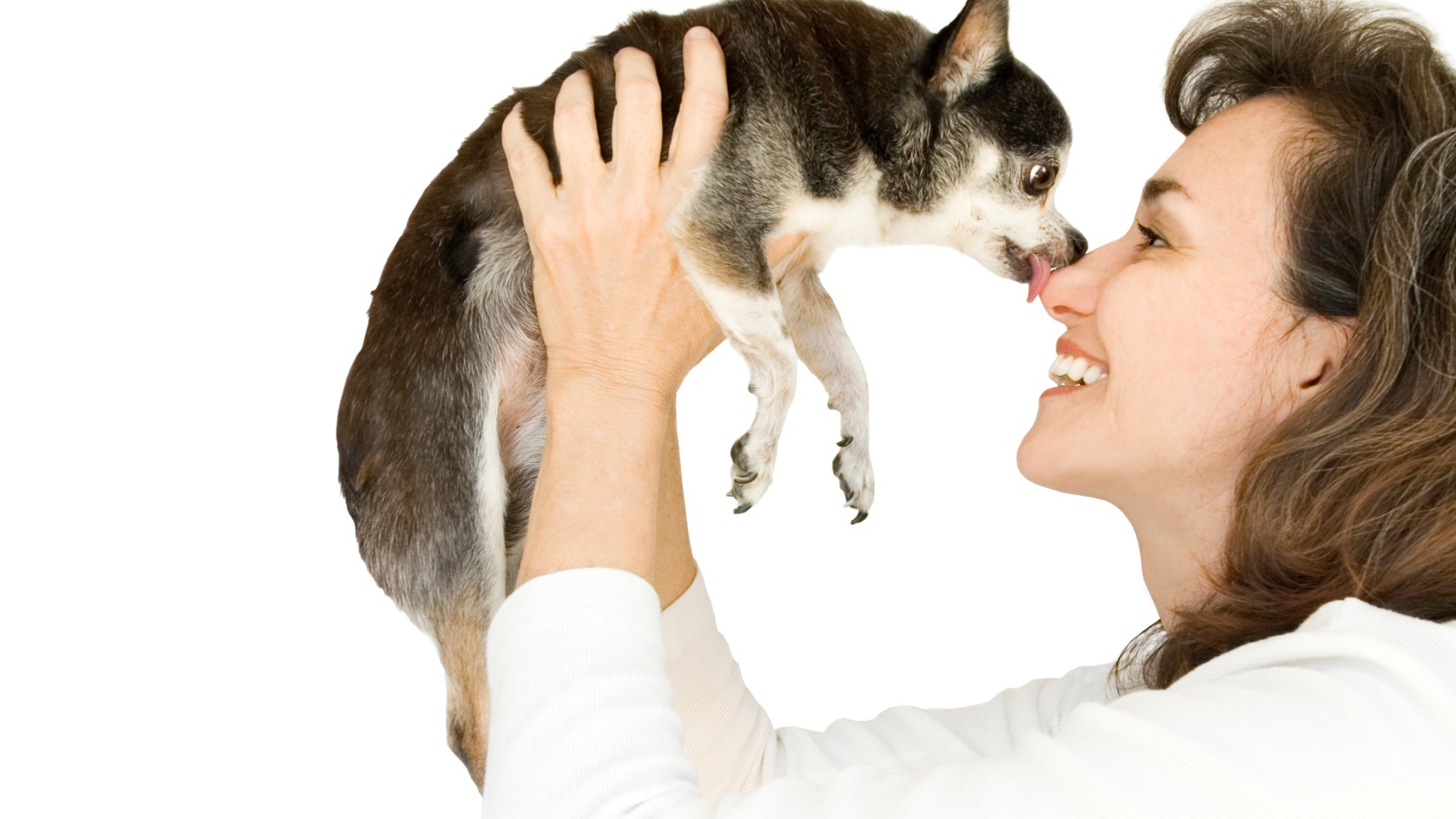 Девушка держит в руках собаку породы чихуахуа