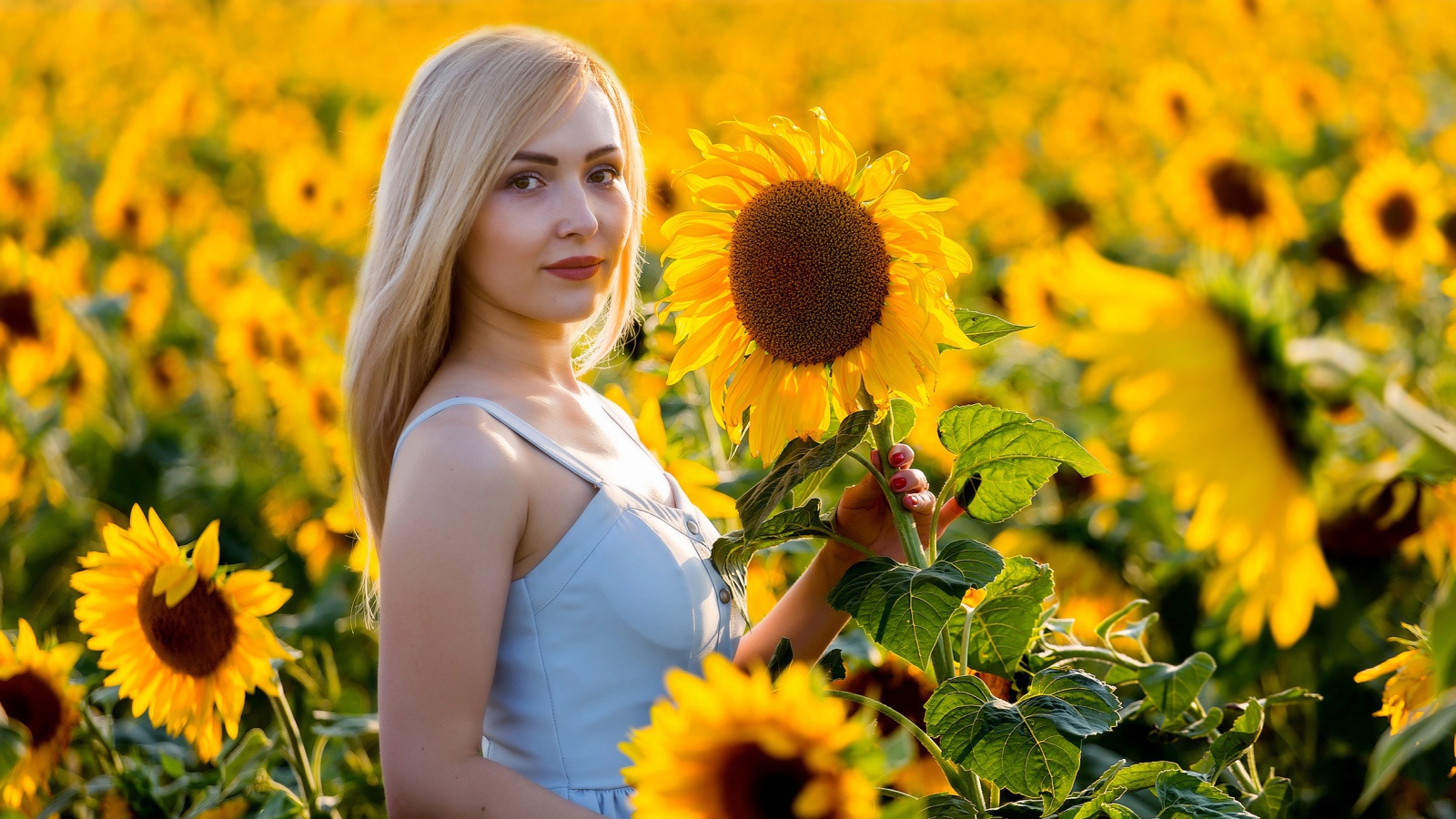 Beautiful blonde in blooming sunflowers