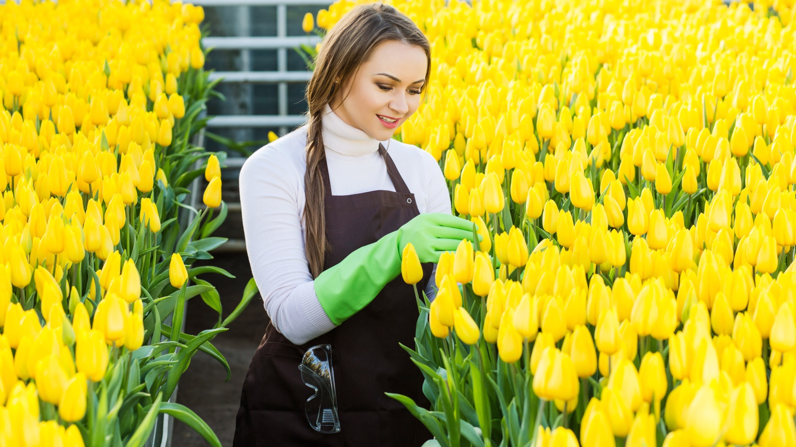 Красивая молодая девушка ухаживает за желтыми тюльпанами