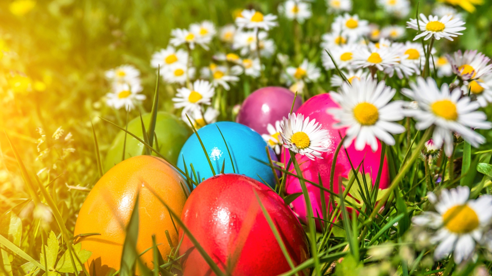 Красивые крашеные пасхальные яйца в зеленой траве с белыми ромашками
