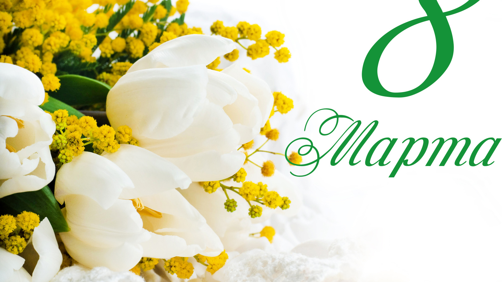 Белые тюльпаны и желтые цветы мимозы на белом фоне на Международный женский день 8 марта