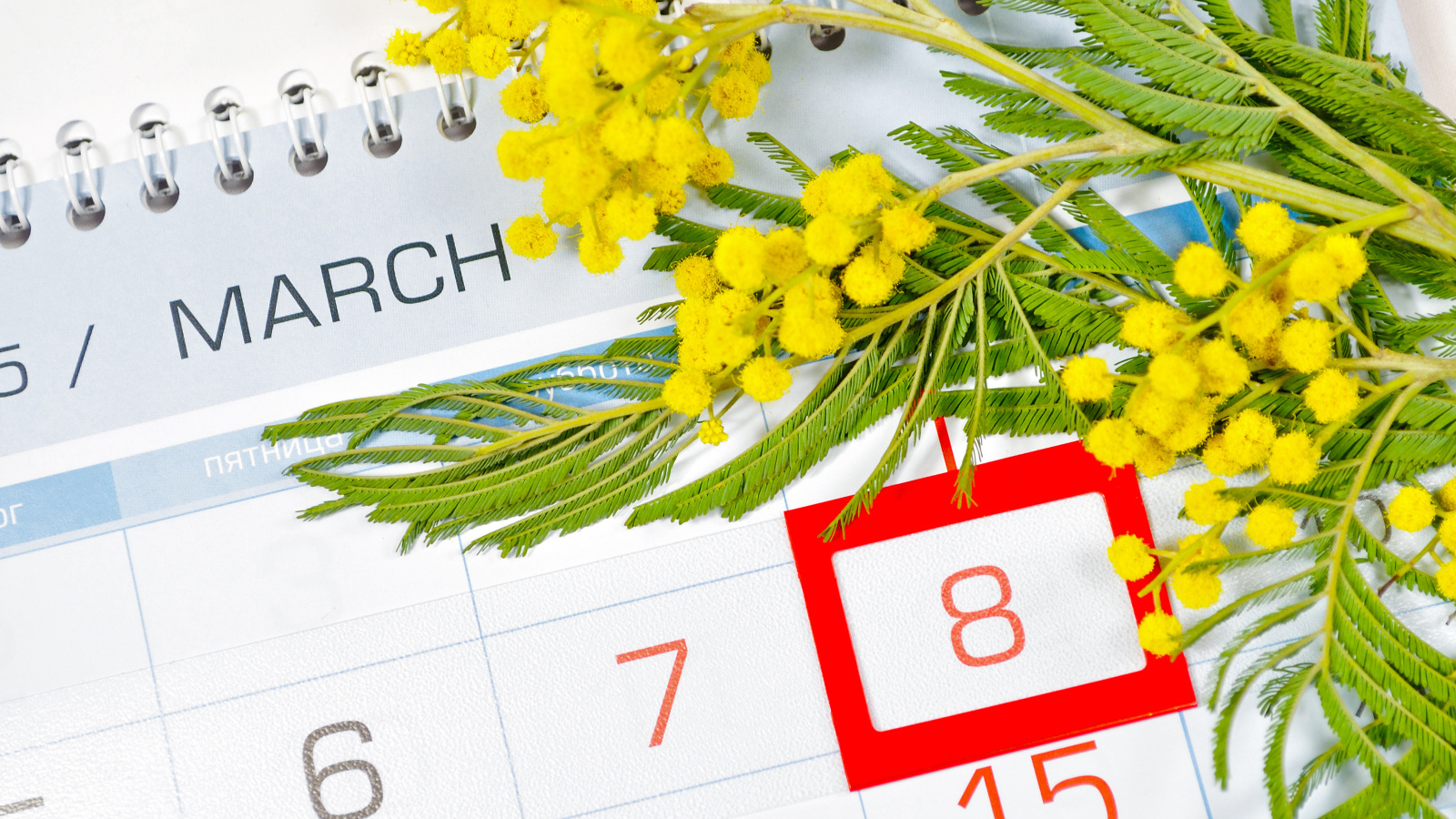 Ветка желтой мимозы и календарь на Международный женский день