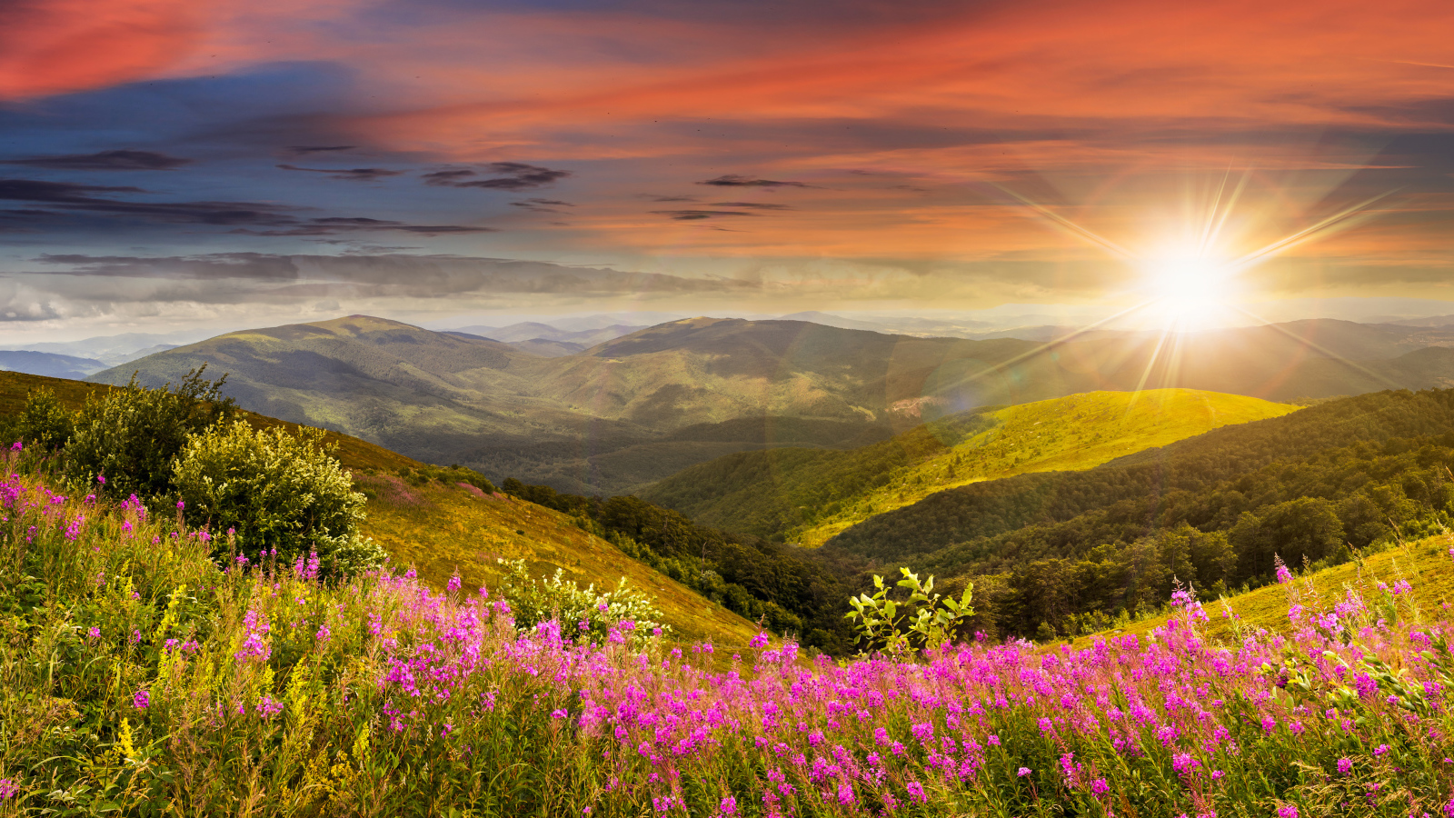 Рассвет яркого летнего солнца над холмами с розовыми цветами