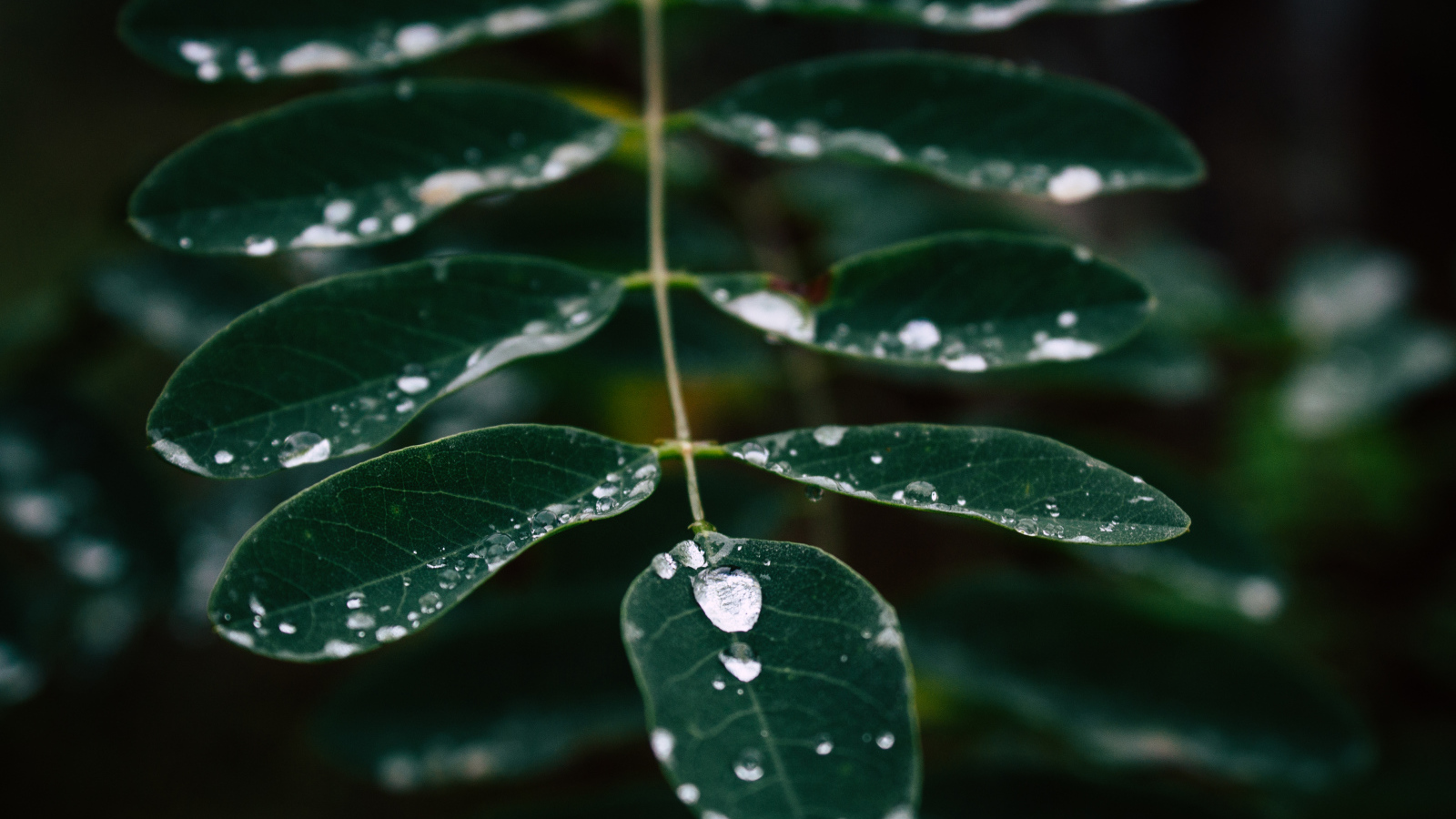 Drops of rain flow down the green leaf
