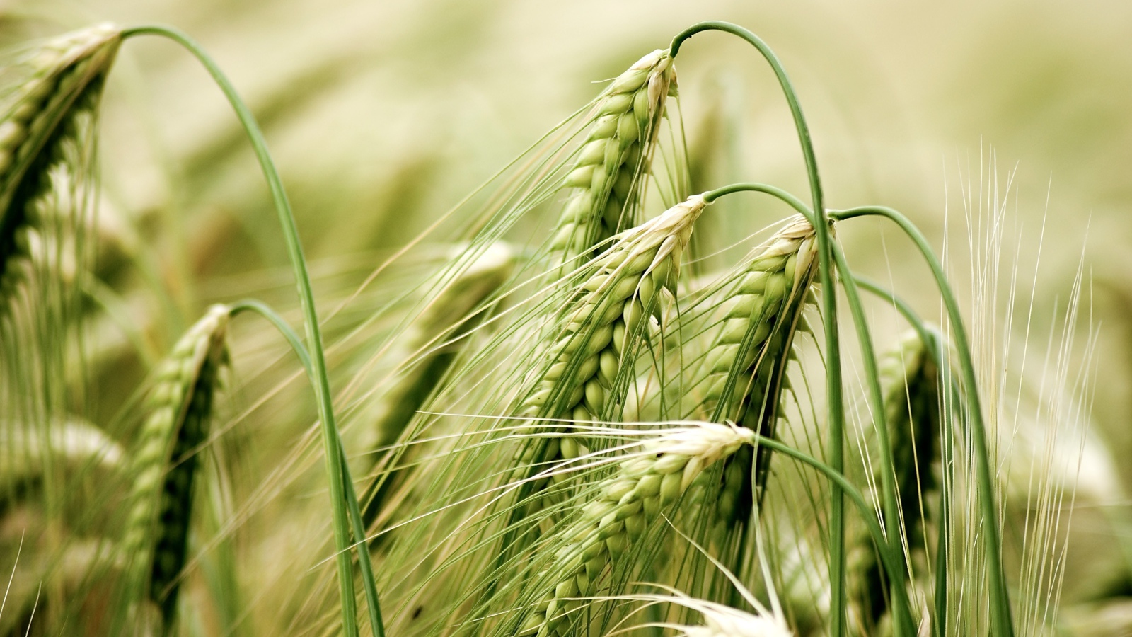 Зеленые колосья пшеницы крупным планом